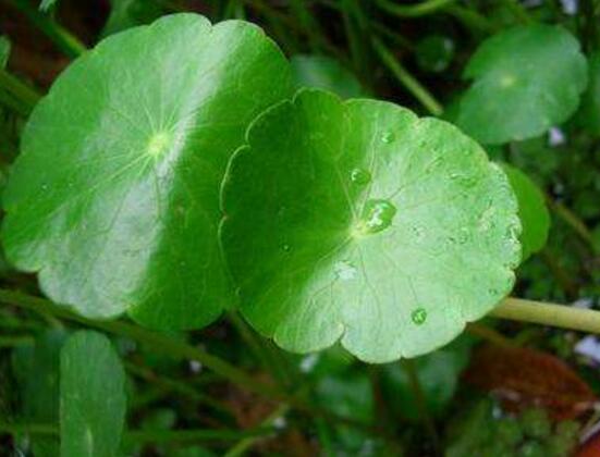 銅錢草怎么澆水,最適水溫22-28度