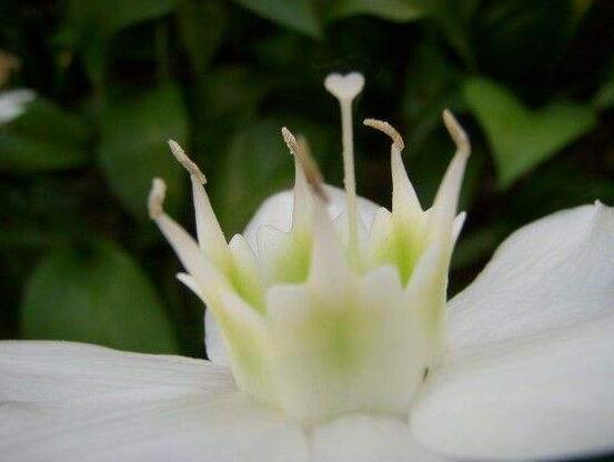 南美水仙的養殖方法,七大步驟幫你養的青翠欲滴