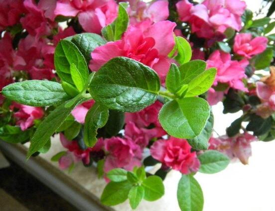 杜鵑花的風水作用,杜鵑花在風水上具有化煞作用
