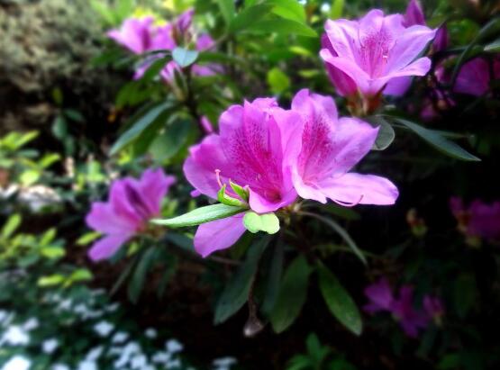 杜鵑花的風水作用,杜鵑花在風水上具有化煞作用