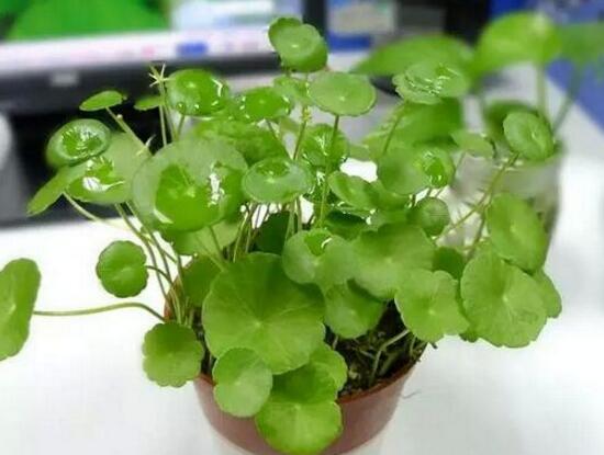 銅錢草和鏡面草的區別,外觀/生長環境/價值三種區別方法