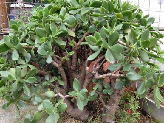 玉樹怎么換盆,三個簡單步驟讓你輕松學會