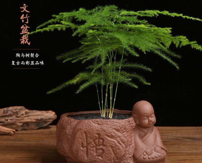 文竹澆啤酒怎么澆,用1比50的比例澆效果更好