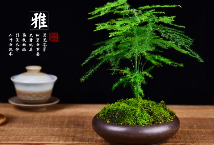 文竹澆啤酒怎么澆,用1比50的比例澆效果更好
