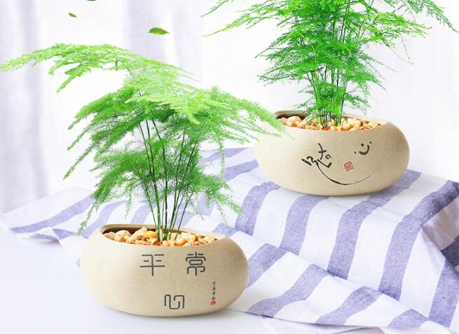文竹澆啤酒怎么澆,用1比50的比例澆效果更好