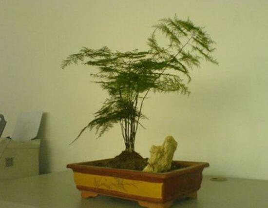 矮文竹怎樣養(yǎng)才能矮壯,五個小技巧使文竹一直低矮