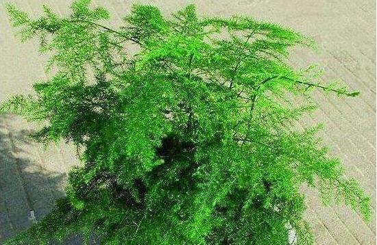 矮文竹怎樣養(yǎng)才能矮壯,五個小技巧使文竹一直低矮
