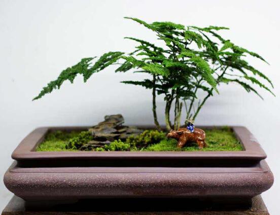 矮文竹怎樣養(yǎng)才能矮壯,五個小技巧使文竹一直低矮
