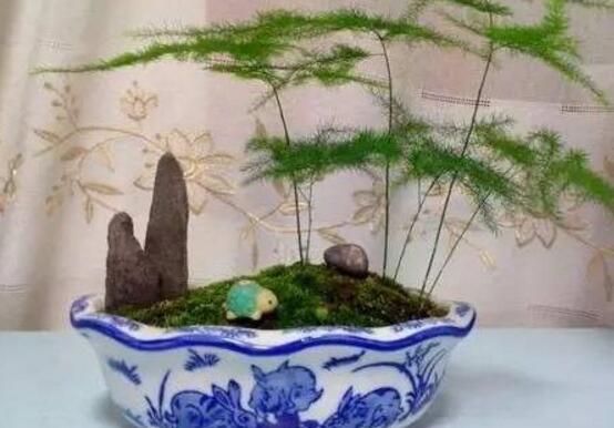矮文竹怎樣養(yǎng)才能矮壯,五個小技巧使文竹一直低矮