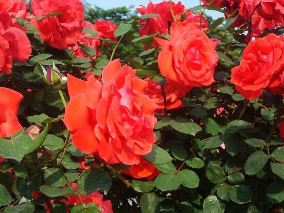 月季花冬季怎么施肥，三個簡單方法便可安然過冬