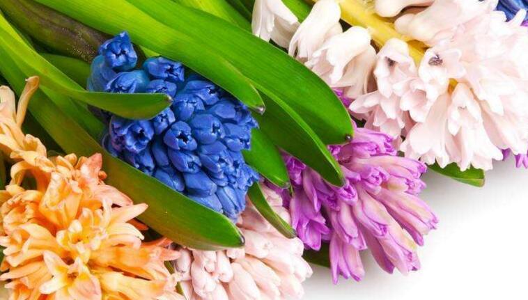 水仙花和風信子的區別,從3個方面了解不同之處