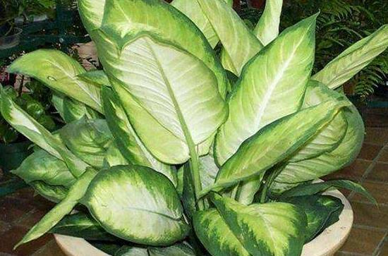 大葉萬年青有毒嗎,誤食會(huì)導(dǎo)致聲帶嘶啞、失明