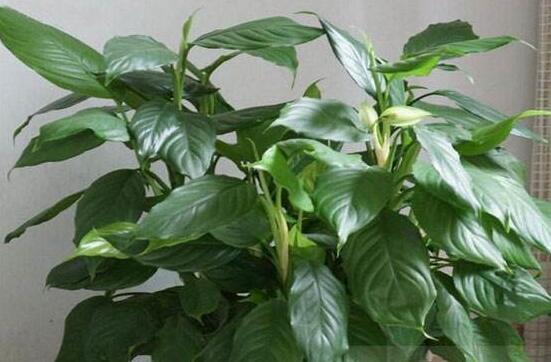 大葉萬年青有毒嗎,誤食會(huì)導(dǎo)致聲帶嘶啞、失明