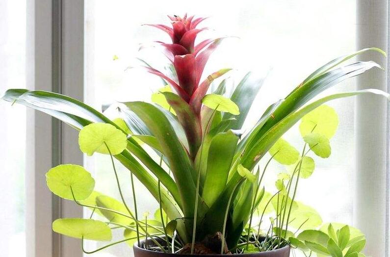 鴻運(yùn)當(dāng)頭的花變黃原因,溫度過高或過低是主要原因