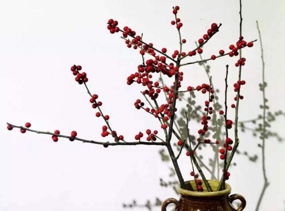 鴻運(yùn)當(dāng)頭的花變黃原因,溫度過高或過低是主要原因