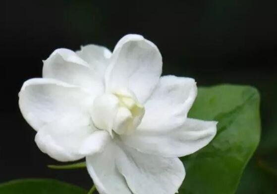 毛茉莉和茉莉花的區別,教你三種區別方法(習性/葉子/花序)
