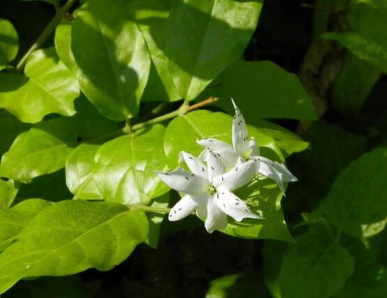 毛茉莉和茉莉花的區別,教你三種區別方法(習性/葉子/花序)