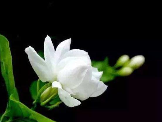 毛茉莉和茉莉花的區別,教你三種區別方法(習性/葉子/花序)
