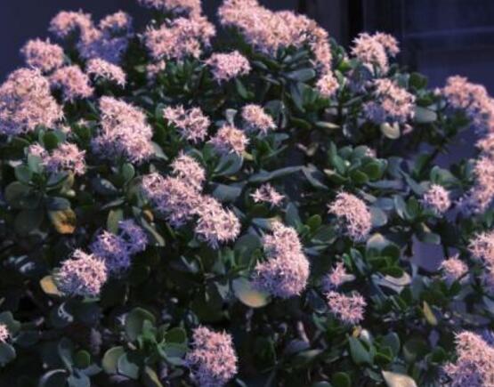 玉樹花盆景圖片大全,每個盆景都玉樹臨風、多姿多彩