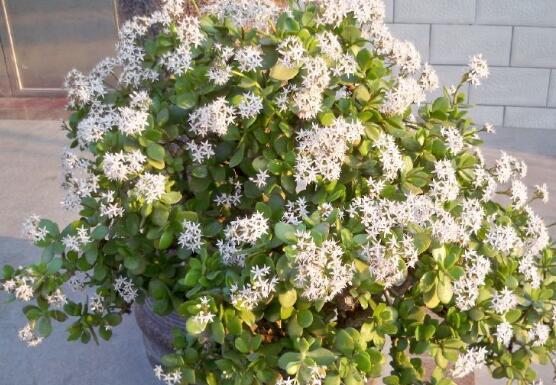 玉樹花盆景圖片大全,每個盆景都玉樹臨風、多姿多彩