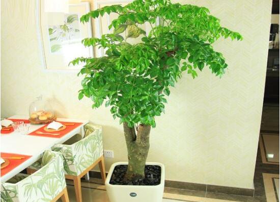 幸福樹的功效與作用,可凈化空氣、化煞生旺