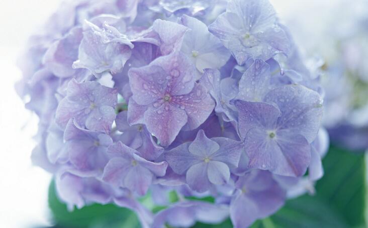 繡球花移栽注意事項,四個步驟保你順利移栽成功