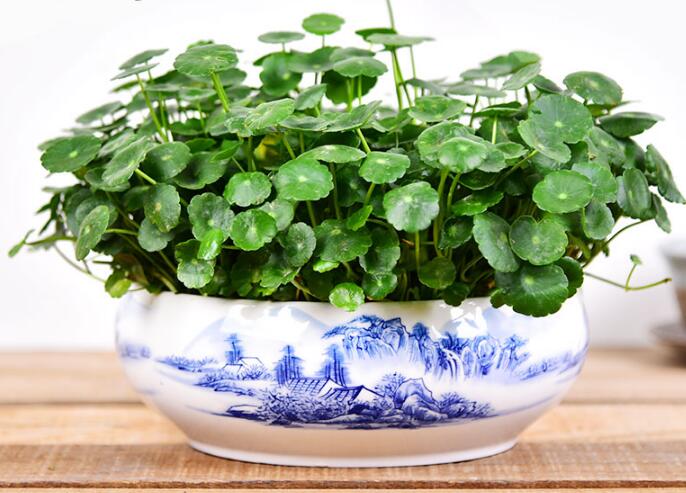 銅錢草怎么剪枝水培,剪成一根勤換水