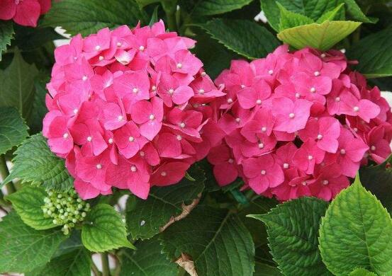 繡球花幾月扦插,二月萌芽扦插最佳
