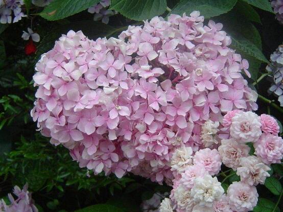 繡球花幾月扦插,二月萌芽扦插最佳