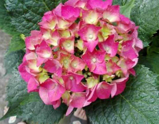 繡球花幾月扦插,二月萌芽扦插最佳