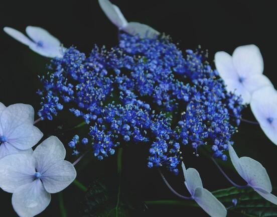 繡球花幾月扦插,二月萌芽扦插最佳