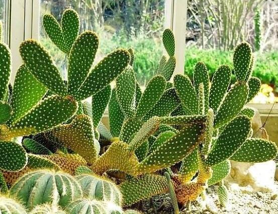 仙人掌多久開(kāi)花一次,養(yǎng)殖3-5年才可開(kāi)花