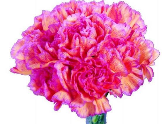 康乃馨一年開幾次花,一年只開一次花