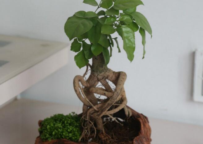 幸福樹多久澆一次水(高溫一天2-3次),夏天勤澆水冬天少澆水