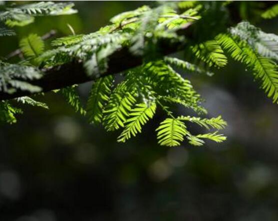 水杉與紅豆杉的區別,教你三種區別方法(葉子/果子/習性)
