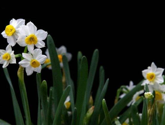 水仙花的風(fēng)水作用,催財生旺、美化環(huán)境