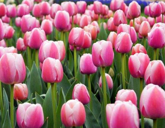 郁金香什么時候開花,每年3-5月開花