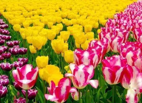 郁金香什么時候開花,每年3-5月開花