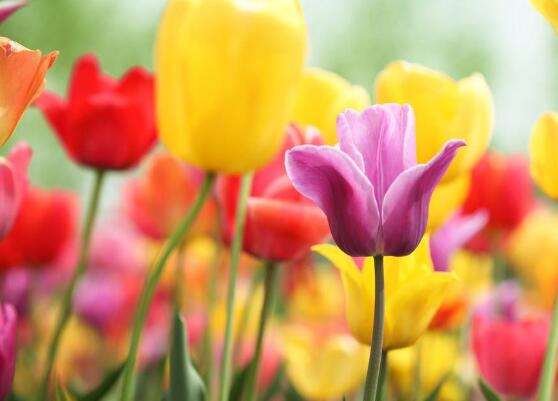 郁金香什么時候開花,每年3-5月開花