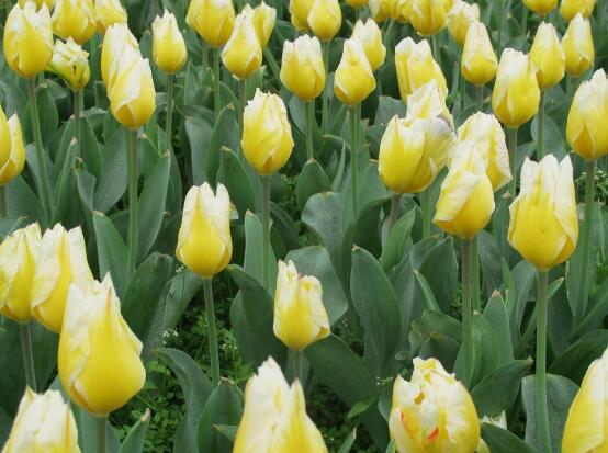 郁金香什么時候開花,每年3-5月開花