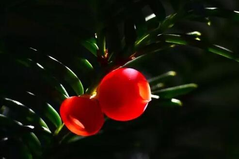 紅豆杉爛根怎么辦,澆水過多是爛根主要原因之一
