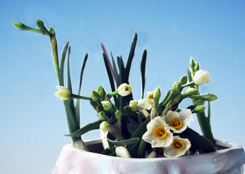 水仙花能養(yǎng)在家里嗎,可以養(yǎng)但是最好不要放在臥室養(yǎng)