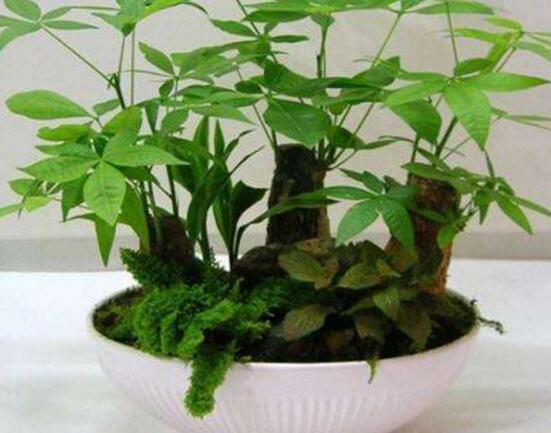 發財樹發芽多久可以切掉,發芽半個月后可切掉