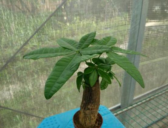 發財樹發芽多久可以切掉,發芽半個月后可切掉