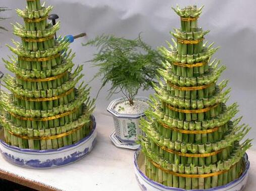 富貴竹的水培方法,水質要求特別高