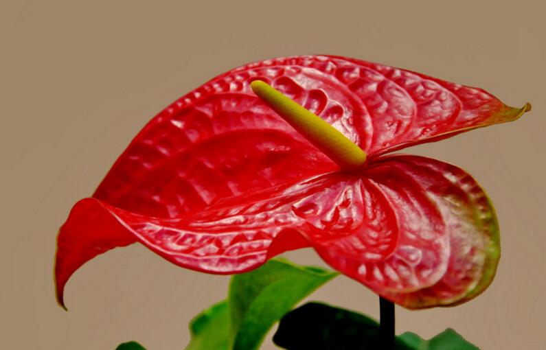 紅掌掉葉子怎么辦,澆水不當(dāng)是主要原因