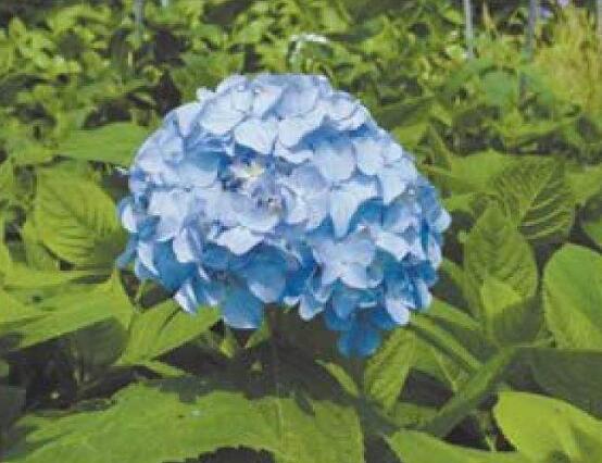 洋繡球花有毒嗎,誤食導(dǎo)致昏迷、抽搐現(xiàn)象