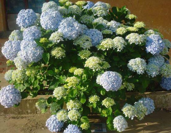 洋繡球花有毒嗎,誤食導(dǎo)致昏迷、抽搐現(xiàn)象