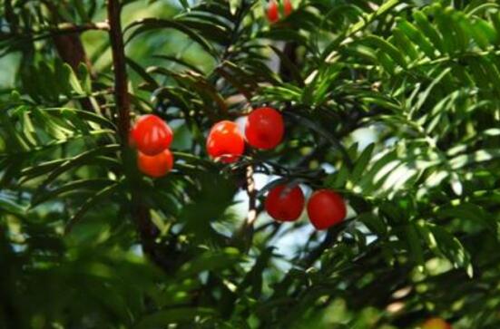 紅豆杉用什么土栽培好,疏松透氣、保水保肥