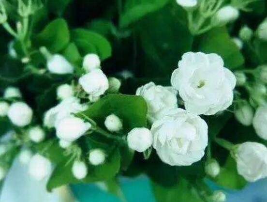 盆栽茉莉花怎么施肥,做好五點就能生長郁郁蔥蔥